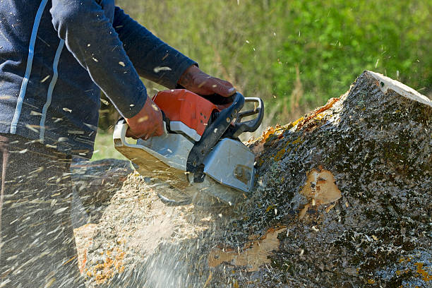 Dead Tree Removal in Rockwood, VA